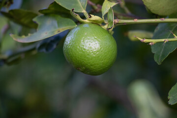 lemon tree
lemon