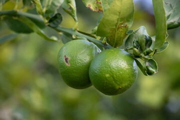lemon tree
lemon