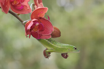 An emerald tree skink is sunbathing on a flower-filled moth orchid stalk before starting its daily...
