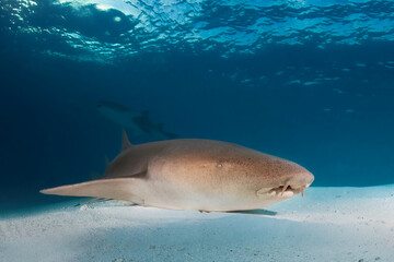 Friendly and not dangerous nurse shark on the white sand of Maldives in Indian Ocean
