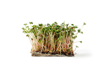 Microgreens. Sprouting Microgreens. Seed Germination at home.  Micro green sprouts of radish isolated on white background.