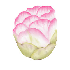 Pink flowers watercolor camellia illustration.