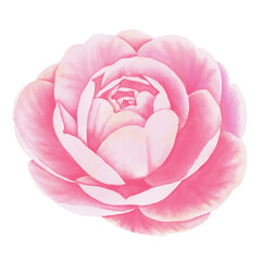 Pink flowers watercolor camellia illustration.