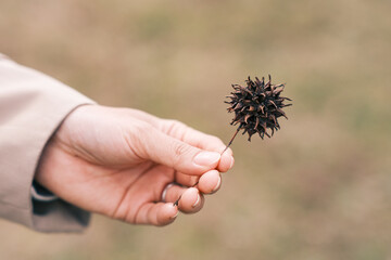 モミジバフウの実