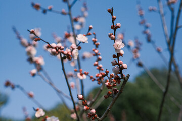 可愛らしい梅の花