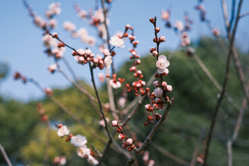 可愛らしい梅の花