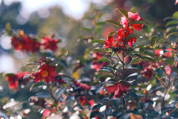 Obraz premium 陽光できらめく山茶花