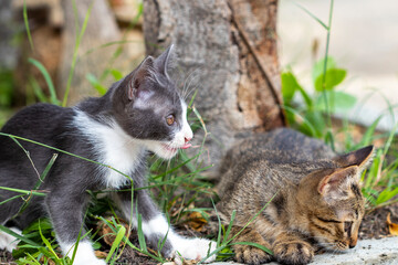 two kitty cat pet animal playing relax at garden beside home
