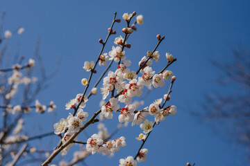 白い梅の花