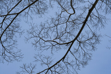 枝の先（梢）