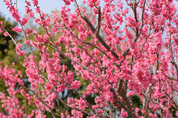 ウメの花（梅）