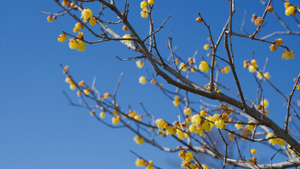 陽光に輝く蝋梅の花
