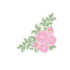 Pink flowers watercolor camellia illustration.