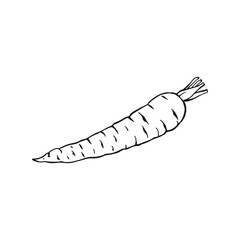 Carrot outline. Hand drawn vector illustration. Farm market product, isolated vegetable.