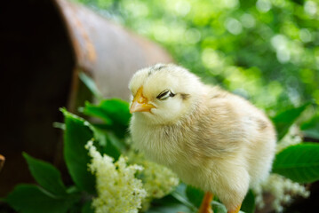 A baby chick in greenery and grass