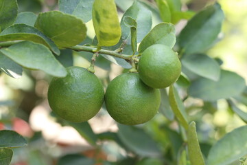 lime on tree