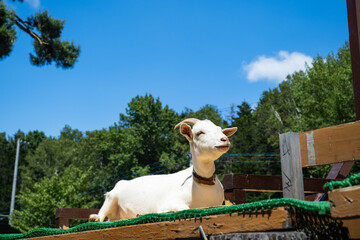 青空と白いヤギ