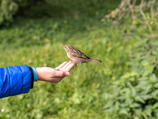 The boy feeds the birds with seeds from his hand. Sparrow eats seeds from the boy's hand