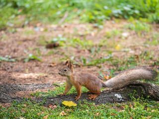 Fototapeta premium Squirrel in autumn hides nuts on the green grass with fallen yellow leaves