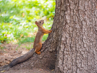 Autumn Squirrel standing on its hind legs on on green grass with fallen yellow leaves