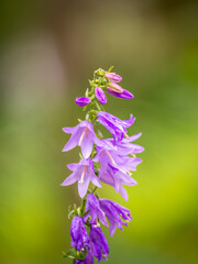 Campanula rapunculoides, creeping bellflower, or rampion bellflower