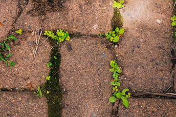 Brick Pavement Near the Garden