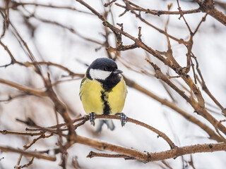 Fototapeta premium Cute bird Great tit, songbird sitting on a branch without leaves in the autumn or winter.