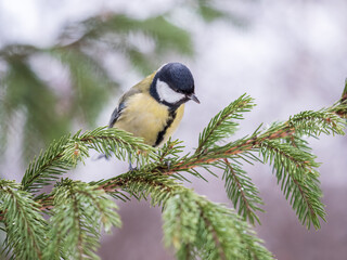 Obraz premium Cute bird Great tit, songbird sitting on the fir branch
