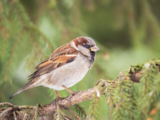 Sparrow sits on a fir branch in the sunset light.