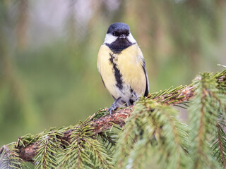 Obraz premium Cute bird Great tit, songbird sitting on the fir branch