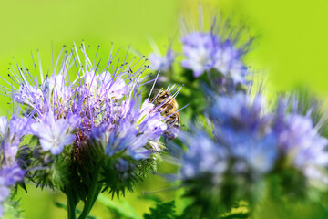 Bee and flower phacelia. Close up of a large striped bee collecting pollen from phacelia on a green background. Summer and spring backgrounds