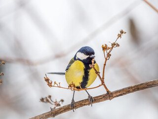 Cute bird Great tit, songbird sitting on a branch without leaves in the autumn or winter.