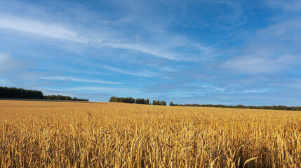 Agricultural wheat field under blue sky. Rich harvest theme. Rural autumn landscape with ripe golden wheat.