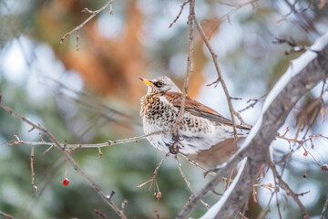 Fieldfare sitting on the bush and feeding on wild red apples in winter or early spring time.