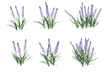 Shrubs and flower on a transparent background
