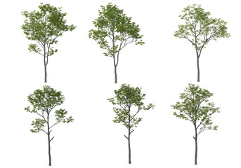 Obraz premium Tree on a transparent background 