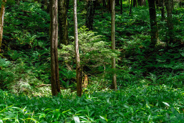 長野県の森