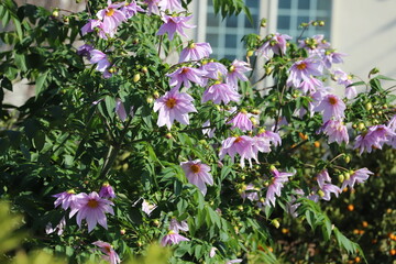 秋の日本の庭に咲く皇帝ダリアのピンク色の花