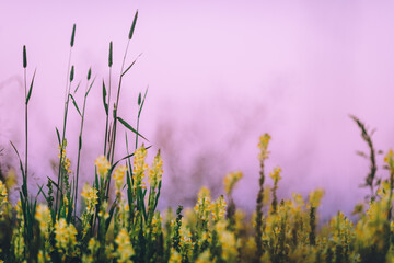 Obraz premium Sunset in field, close up of yellow flowers against pink sky. Colourful and joyful background. 