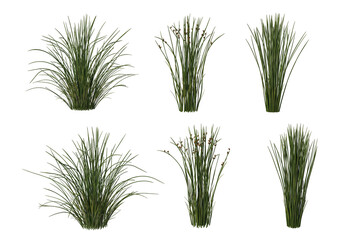 Shrubs and flower on a transparent background
