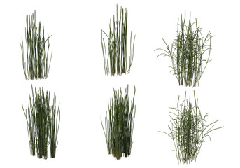 Shrubs and flower on a transparent background
