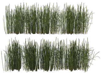 Shrubs and flower on a transparent background
