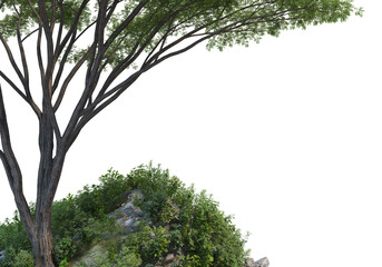 Shrubs and tree  on a transparent background
