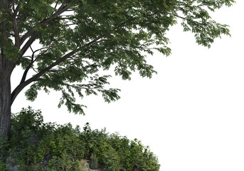 Shrubs and tree  on a transparent background
