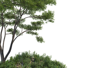 Shrubs and tree  on a transparent background
