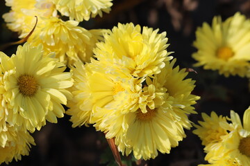 日本の晩秋の庭に咲く黄色いスプレーギクの花