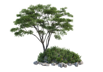 Shrubs and tree  on a transparent background
