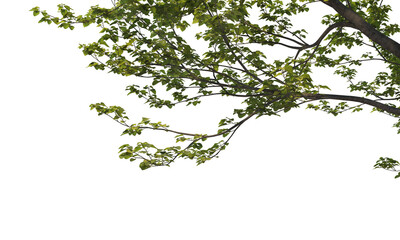 Foreground twigs on a transparent background
