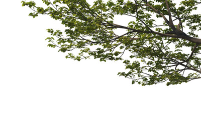Foreground twigs on a transparent background

