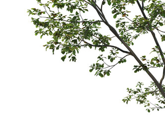 Foreground twigs on a transparent background
